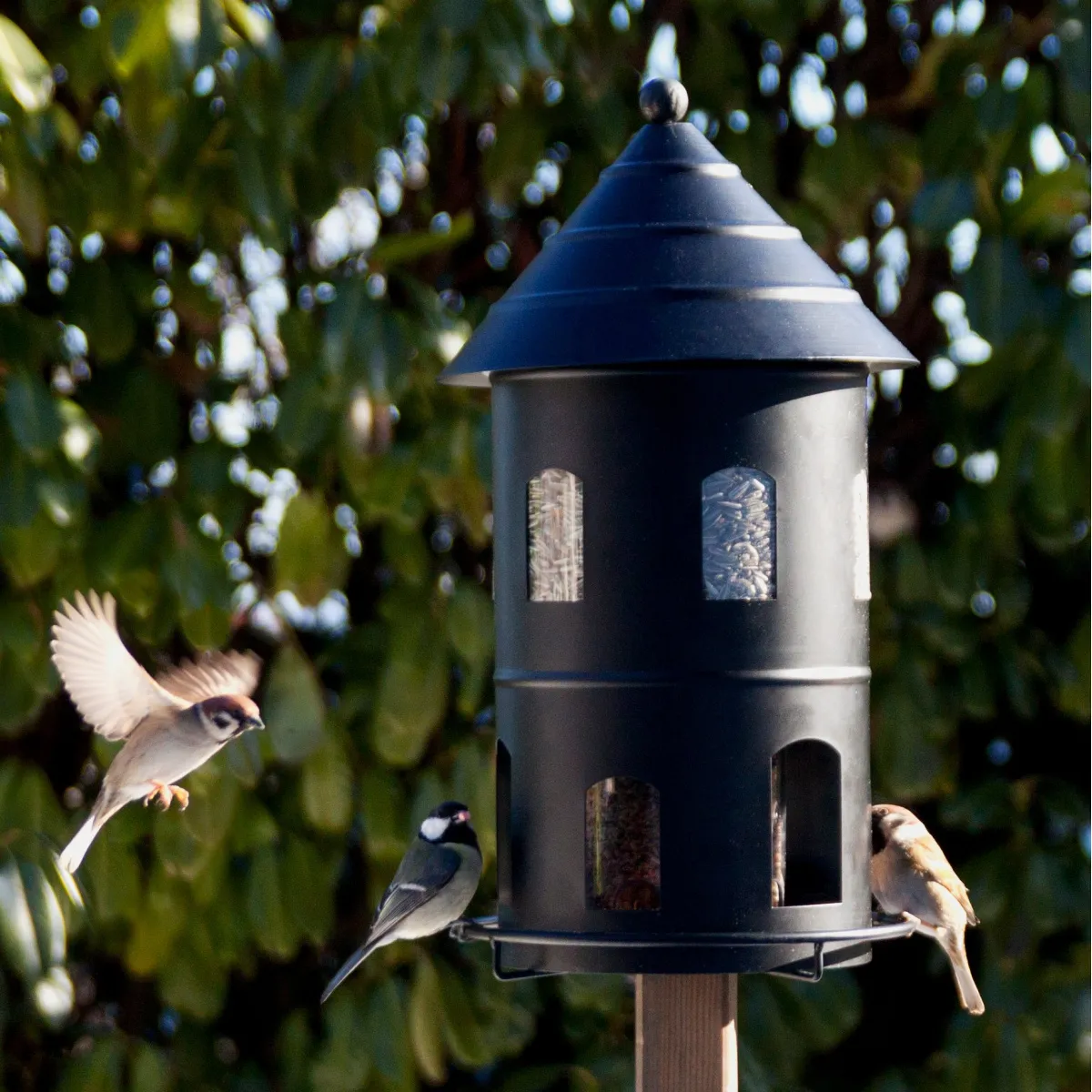 WILDLIFE GARDEN GIGANTISCHE VOERAUTOMAAT  ZWART